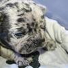 French bulldog pups 