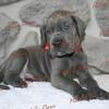 Great Dane Puppies from Health Tested x Passed Parents
