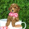 Goldendoodle Puppies (Mini and medium size)