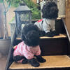 Yorkiepoo puppies