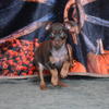 Female Miniature Pinscher Puppy 