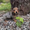 Female Merle Dachshund Puppy