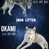 Mid content gray wolf 2026 liter