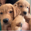 Golden puppies ready for new family 