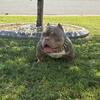 "KING ME": Crown son! Lilac Tri Micro Bully Stud with Bone, Girth, Muscle Tone, 