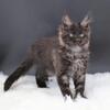 Luxe - Polydactyl Male Maine Coon
