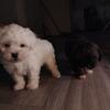 Shih Tzu puppies 