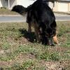 AKC ADULT GERMAN MALE (STUD ONLY)