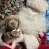 Expecting AKC Silver Labrador Retrievers 