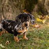 AKC Mini Dachshund puppies in Indiana 
