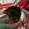 Yorkie puppies