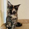 Gorgeous Female Maine Coon Kitten Eclair – Born 9/30/2025.