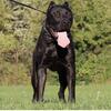 Black Presa Canario Stud (German Import) Health tested