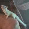 Pure white baby sugar glider