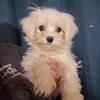 Maltese Puppy 