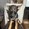 German Shepard Puppies looking for Forever Homes!
