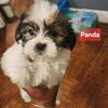 Lhasa apso puppies 