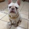Platinum french bulldog STUD ONLY / AKC Registered 
