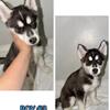 Siberian husky puppy