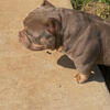Micro Bully “King Me” lilac tri Crown Son open for stud