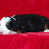 Mini Bernedoodle Matilda Female