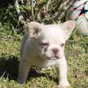 Fluffy French Bulldog 