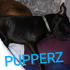 IN NEED OF HOMES ASAP, CANT CARE FOR DUE TO MEDICAL ISSUES