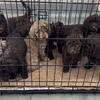 Poodles (Mini-Medium) Registered
