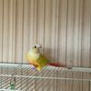 Green cheek conures