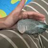 Baby Quaker Parrots blue and green opaline