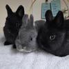 Netherland dwarf bunnies