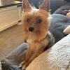 2.5 pound male Yorkie 2 yrs old for Stud service