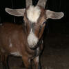 Brown Nubian Buck for sale