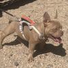 Micro exotic bully