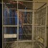 2 large parrot cages for sale