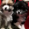 Pomeranians