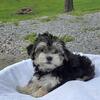 Male Morkie pup