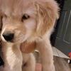 AKC Golden Retriever