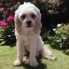 Rosco The Great Cavapoo