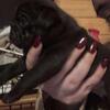 Pug puppy (black) 