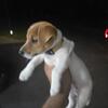 Jack Russell terrier