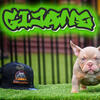 American bully Micro