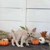 Devon Rex Christmas Kitten