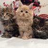 Maine Coon Kittens -TICA 