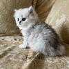 Chinchilla baby kittens in Clayton. 