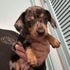 Short hair male dapple miniature dachshund 