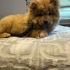 Female chow chow puppy