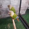 Cinnamon green cheek conures