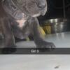 Cane corso mix Pit bull 