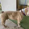 Tri Color Exotic Bully Bulldog